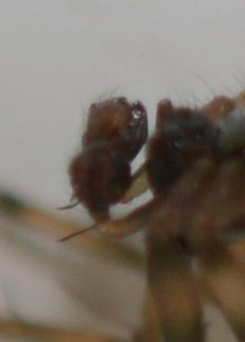 Réf. 268 192 : Lepthyphantes minutus